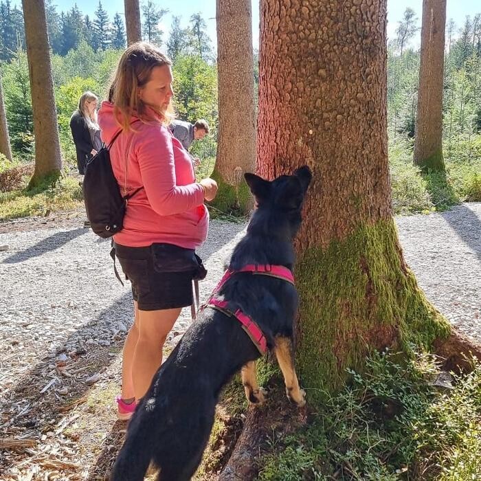 Bilder MEHR Hundeschule