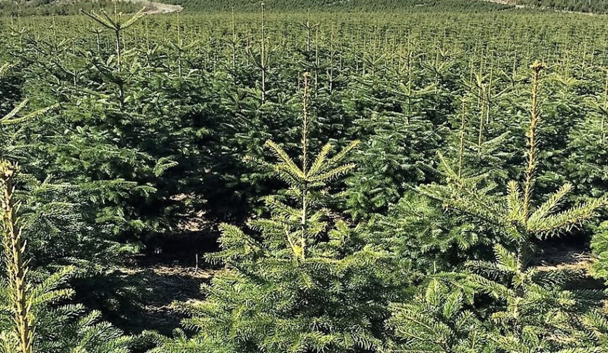 Bilder Weihnachtsbaum Onlineshop - Dein Weihnachtsbaum DE