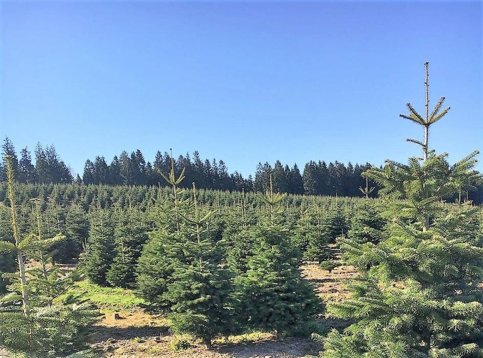 Bilder Weihnachtsbäume Holstein KG - Weihnachtsbaum Großhandel