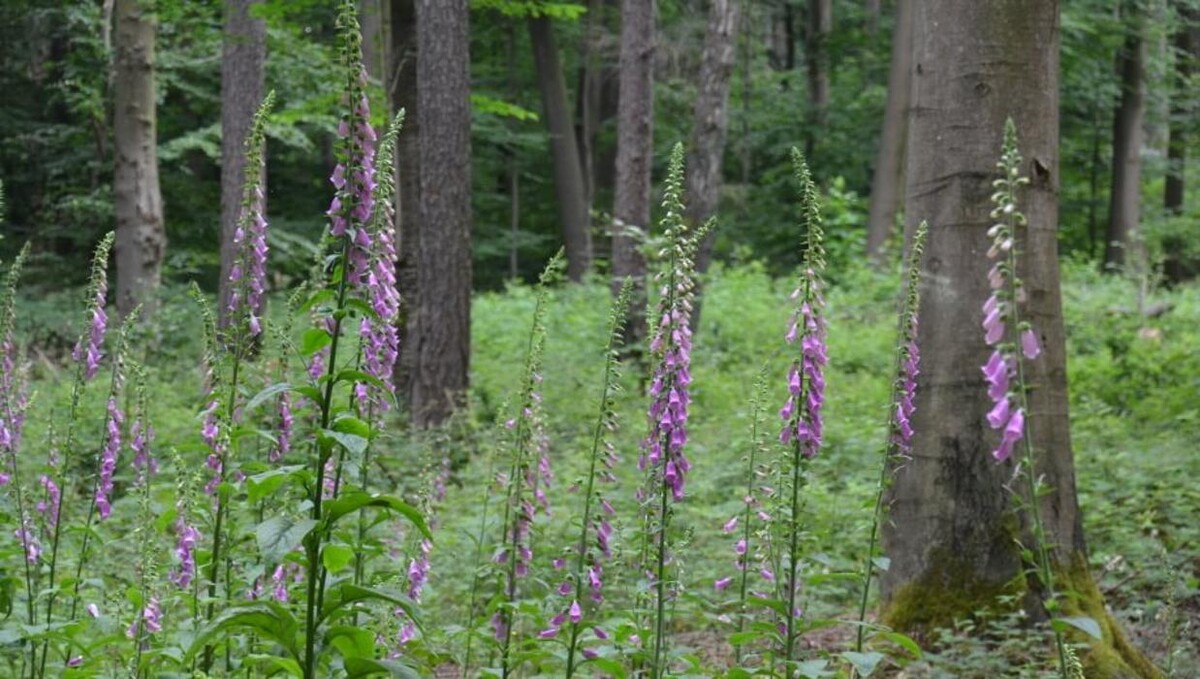 Bilder FriedWald Neuwied-Monrepos