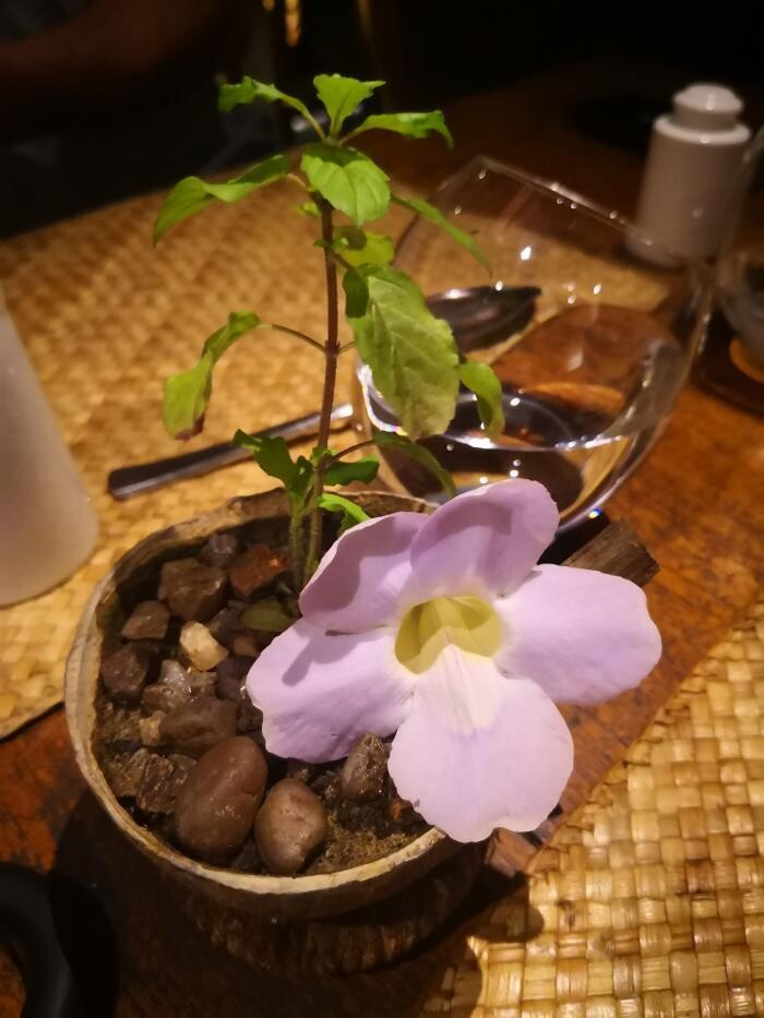 Bilder MahaLaxmi Beauty Ayurveda