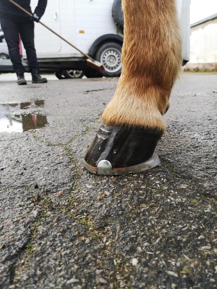 Bilder Hufbeschlag Theo Röger