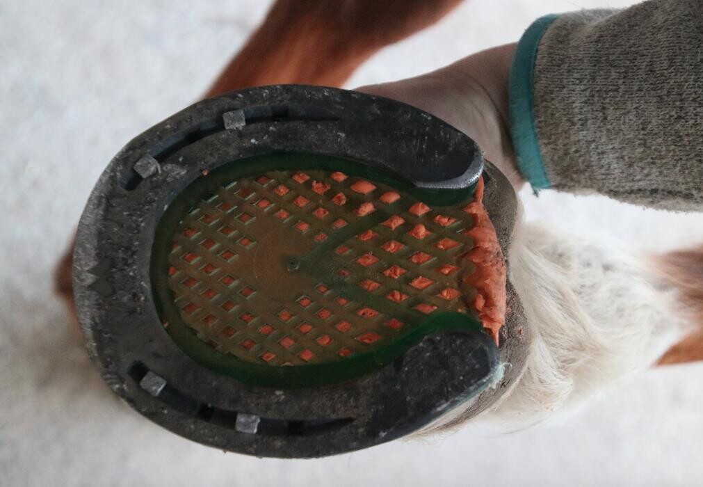 Bilder Hufbeschlag Theo Röger