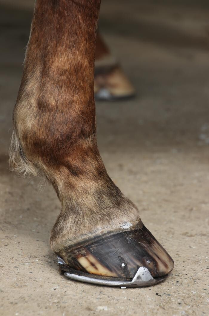 Bilder Hufbeschlag Theo Röger