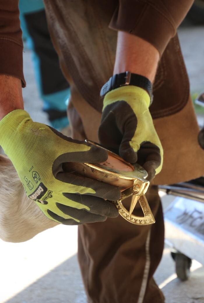 Bilder Hufbeschlag Theo Röger