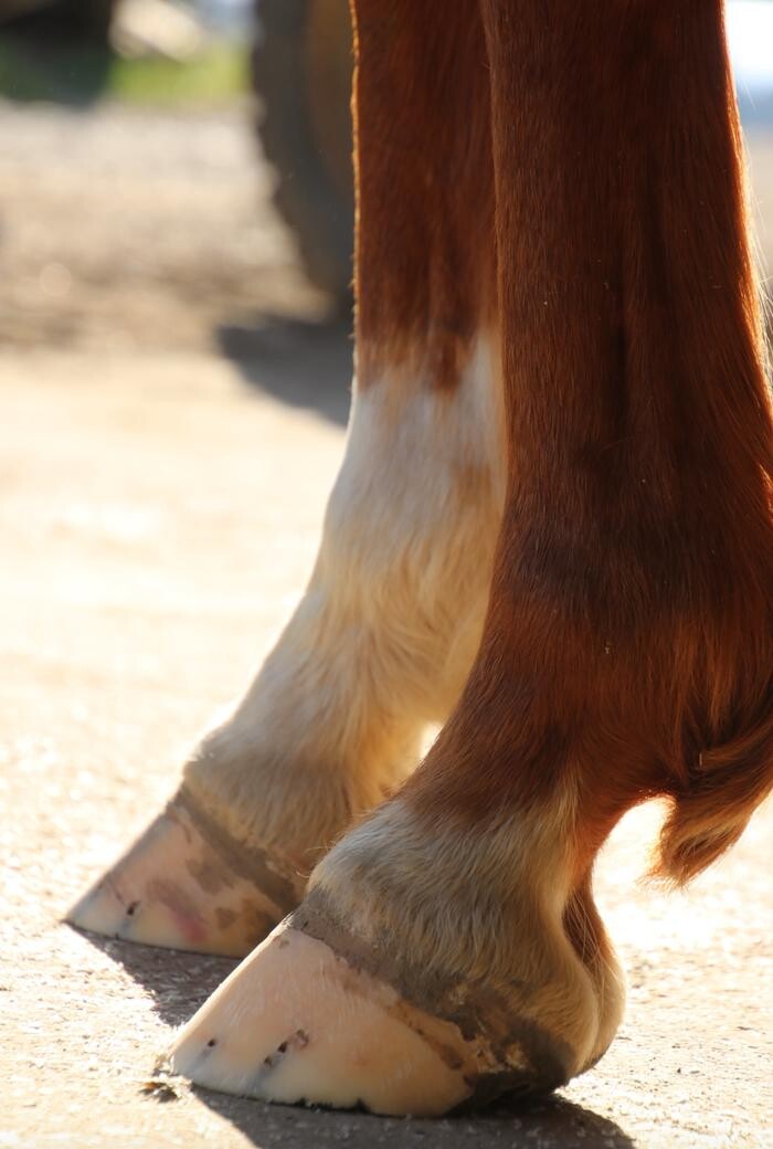 Bilder Hufbeschlag Theo Röger