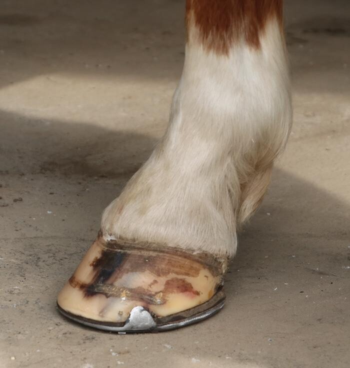 Bilder Hufbeschlag Theo Röger