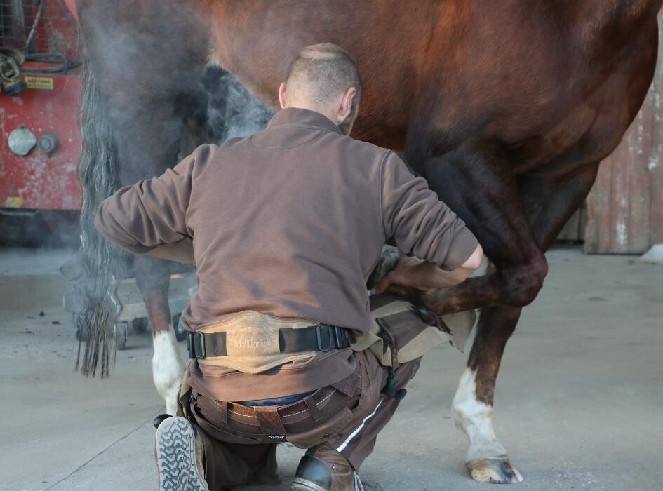 Bilder Hufbeschlag Theo Röger