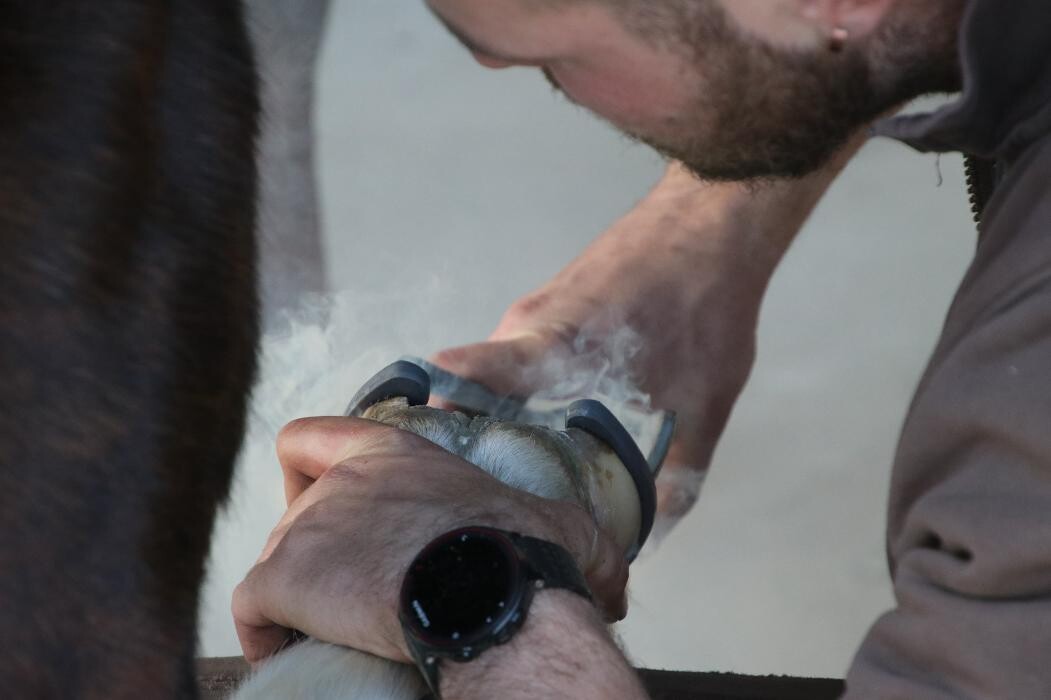 Bilder Hufbeschlag Theo Röger