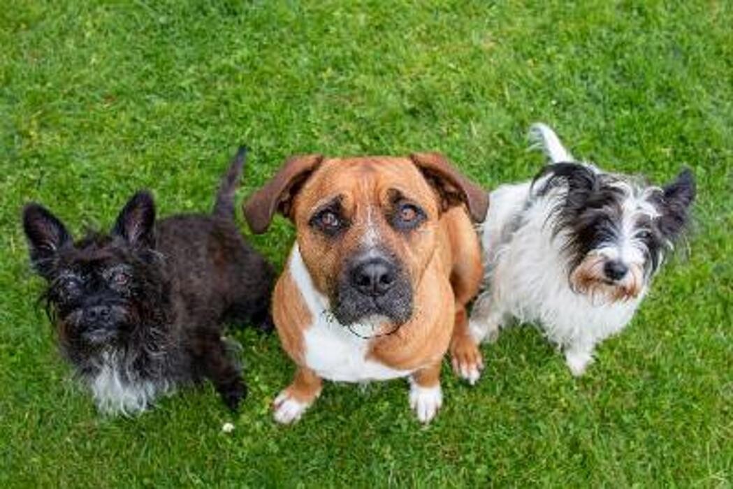 Bilder Soul-Dogs Petra Tenge