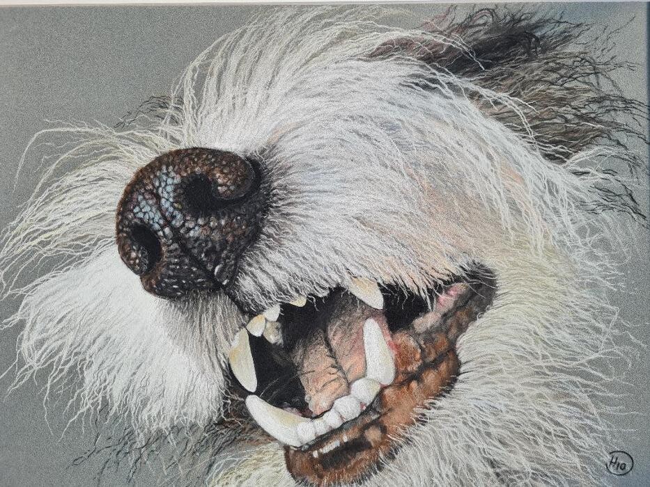 Soul-Dogs Petra Tenge Logo