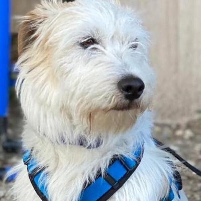 Bilder Soul-Dogs Petra Tenge