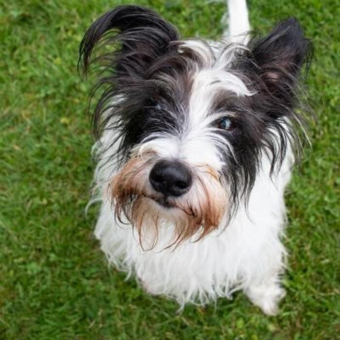 Bilder Soul-Dogs Petra Tenge