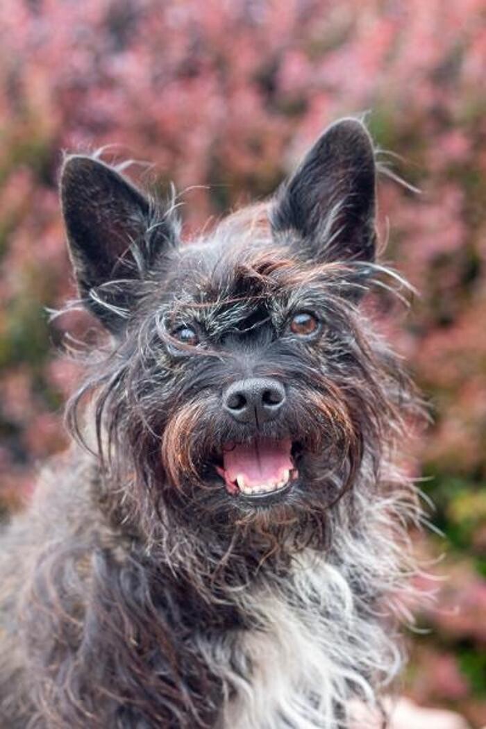 Bilder Soul-Dogs Petra Tenge