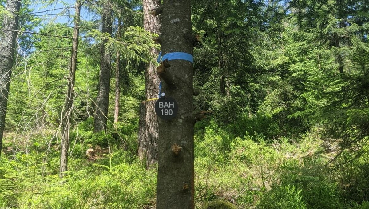 Bilder FriedWald Badener Höhe