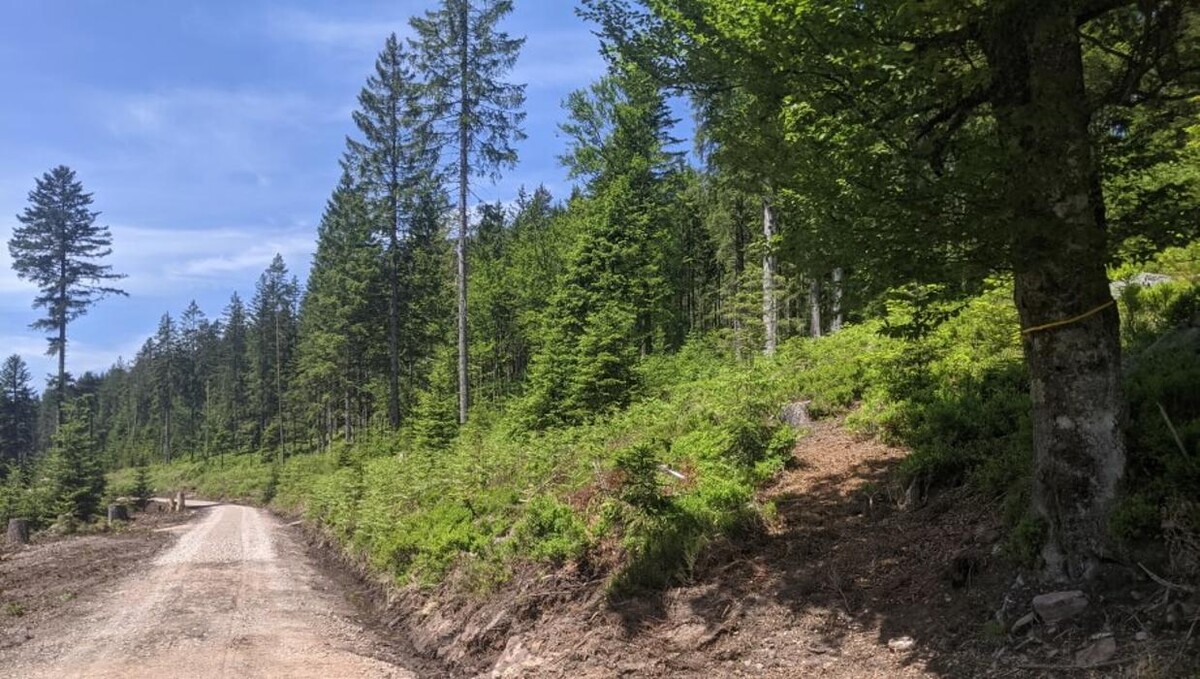 Bilder FriedWald Badener Höhe