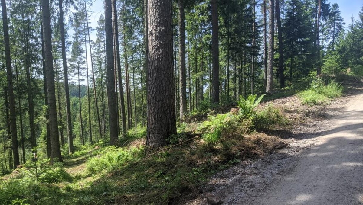 Bilder FriedWald Badener Höhe