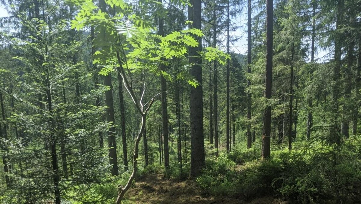 Bilder FriedWald Badener Höhe