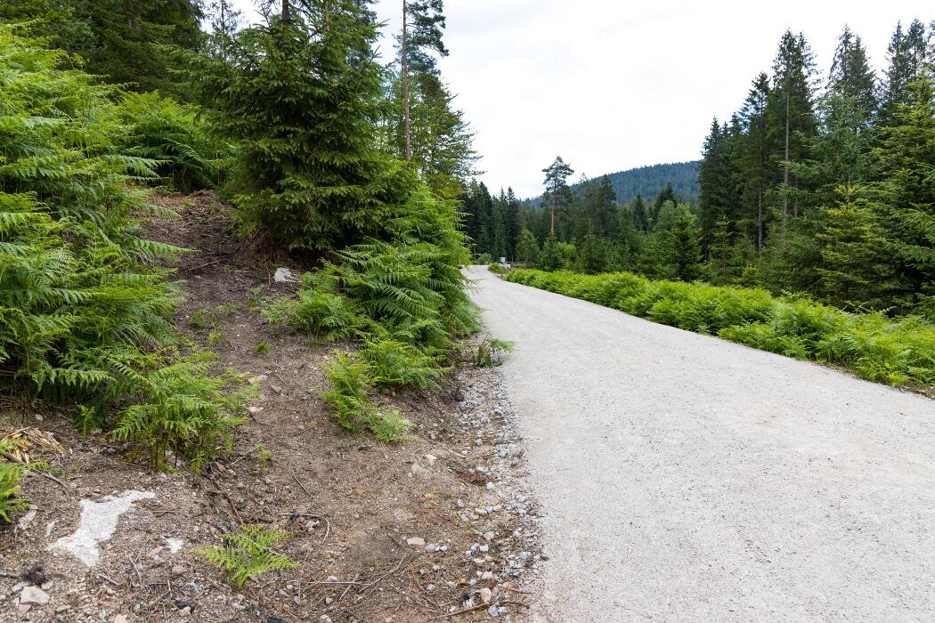 Bilder FriedWald Badener Höhe