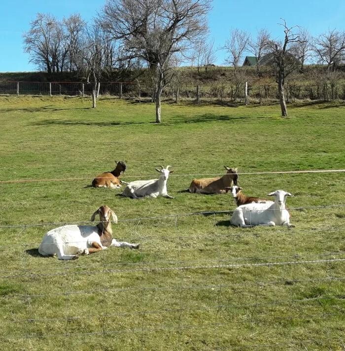 Bilder Tierarztpraxis - Dr. Stefanie Breidbach