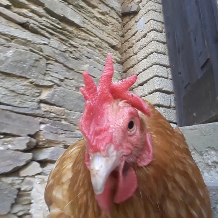 Bilder Tierarztpraxis - Dr. Stefanie Breidbach