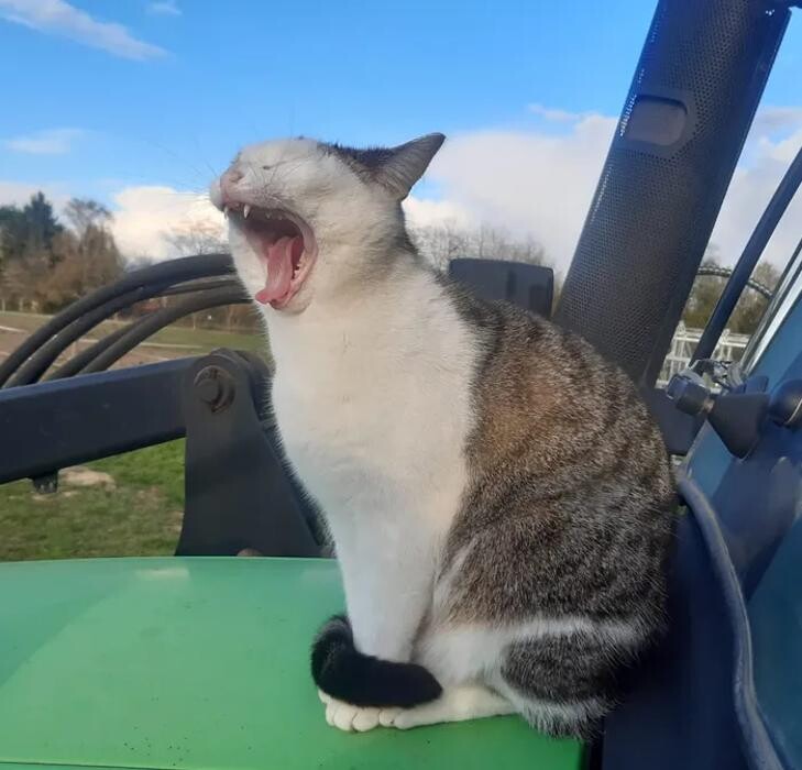 Bilder Tierarztpraxis - Dr. Stefanie Breidbach