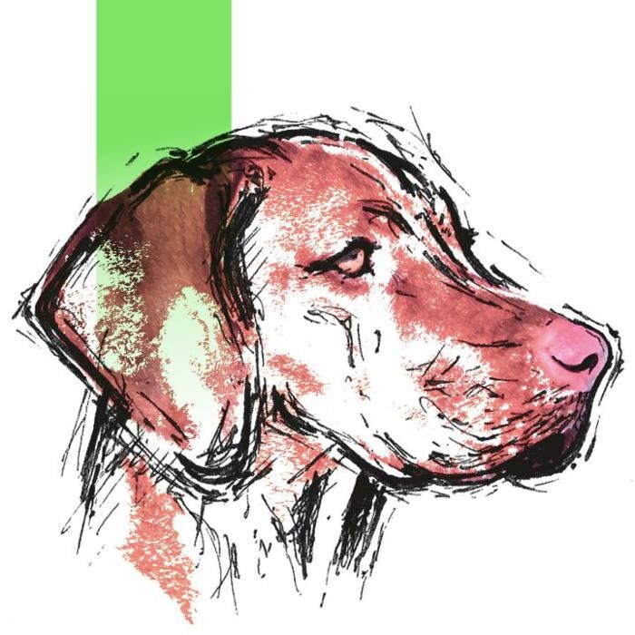 Bilder Guido Bauer Hundetrainer & Verhaltensberater