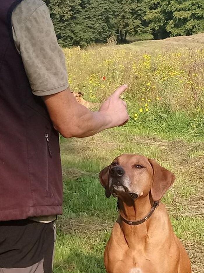 Bilder Guido Bauer Hundetrainer & Verhaltensberater