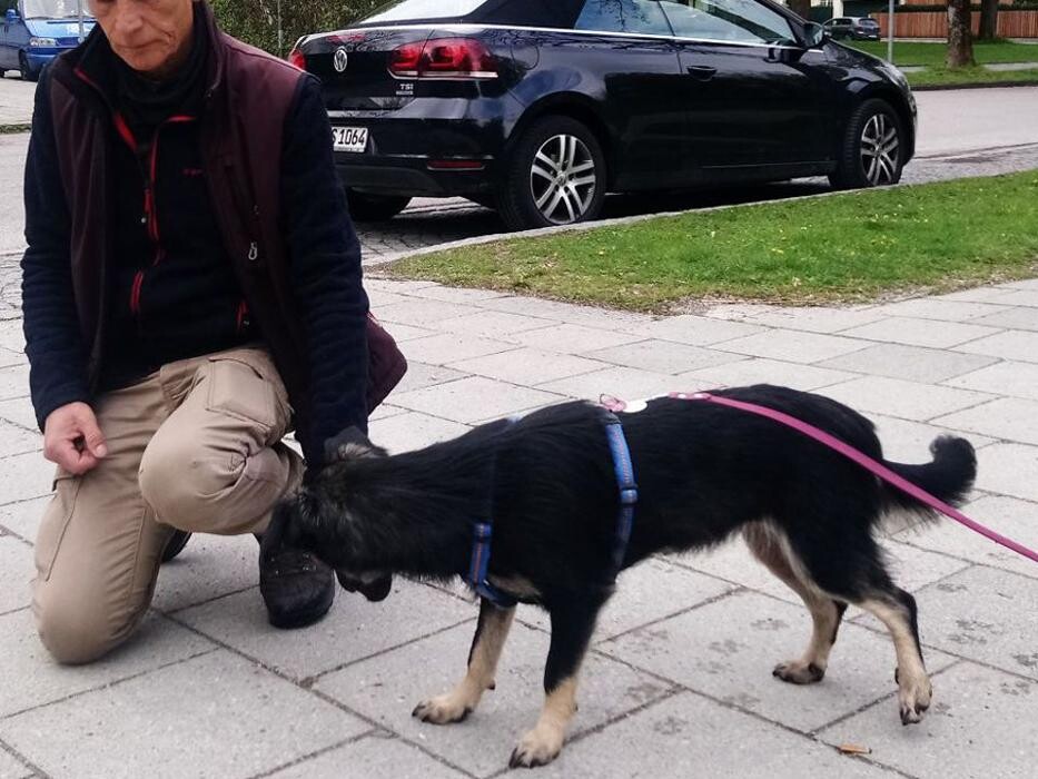 Bilder Guido Bauer Hundetrainer & Verhaltensberater