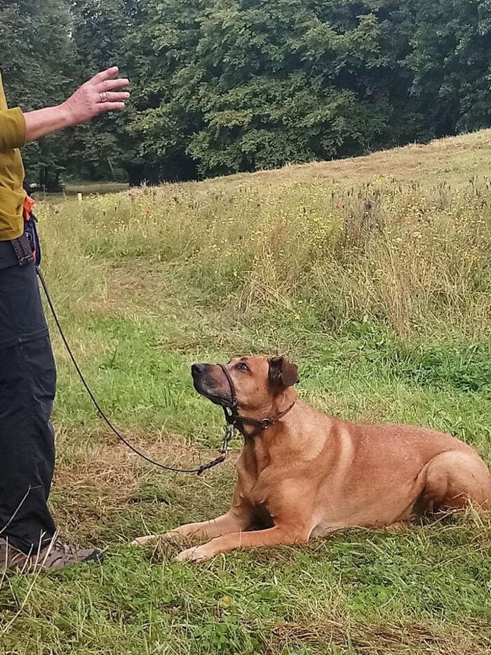 Bilder Guido Bauer Hundetrainer & Verhaltensberater