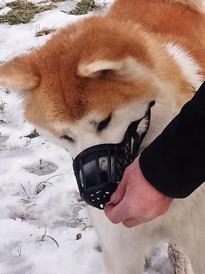 Bilder Guido Bauer Hundetrainer & Verhaltensberater
