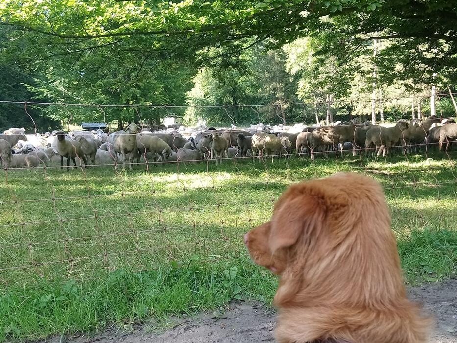 Bilder Guido Bauer Hundetrainer & Verhaltensberater