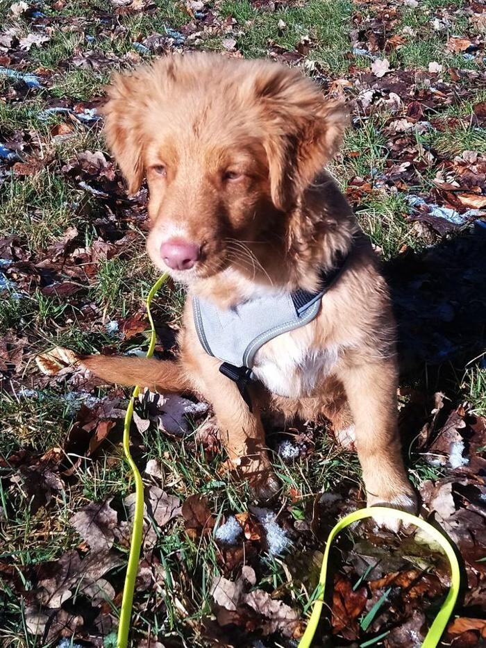 Bilder Guido Bauer Hundetrainer & Verhaltensberater