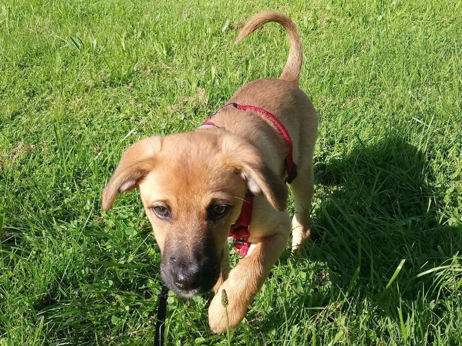 Bilder Guido Bauer Hundetrainer & Verhaltensberater