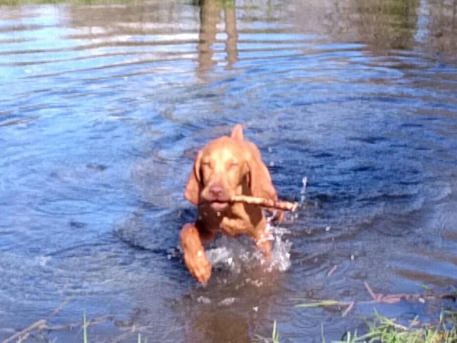 Bilder Guido Bauer Hundetrainer & Verhaltensberater