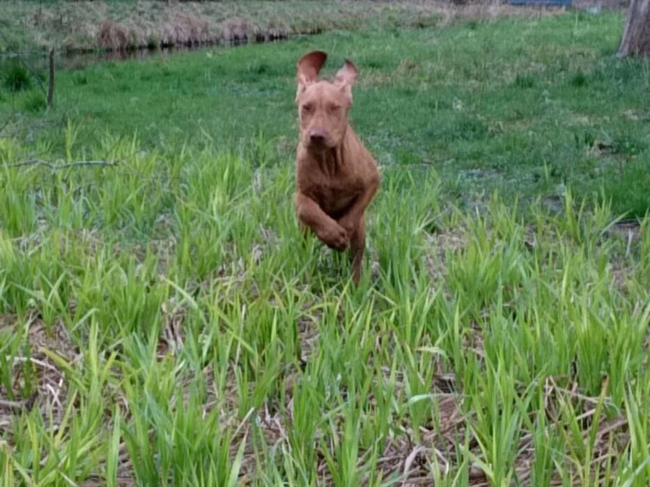 Bilder Guido Bauer Hundetrainer & Verhaltensberater