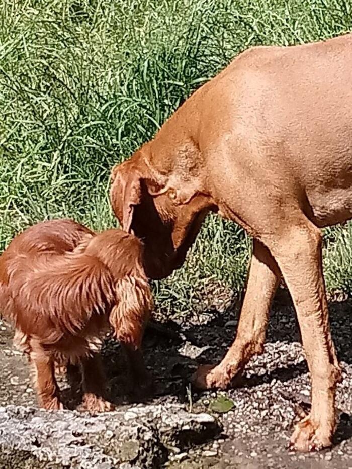 Bilder Guido Bauer Hundetrainer & Verhaltensberater