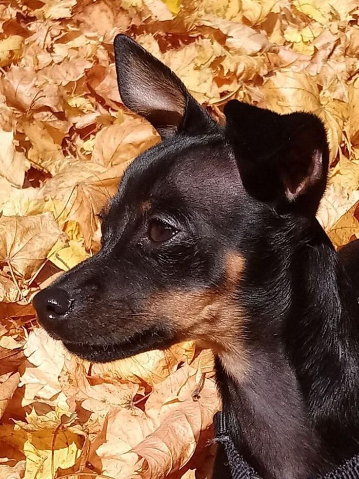 Bilder Guido Bauer Hundetrainer & Verhaltensberater