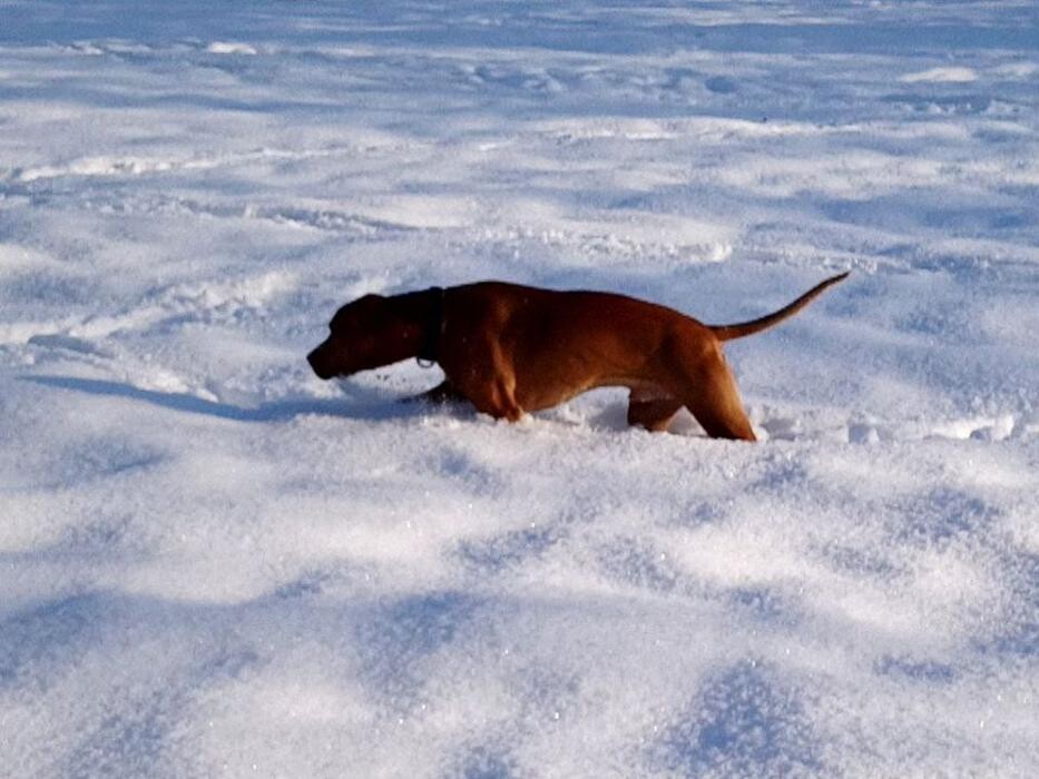 Bilder Guido Bauer Hundetrainer & Verhaltensberater