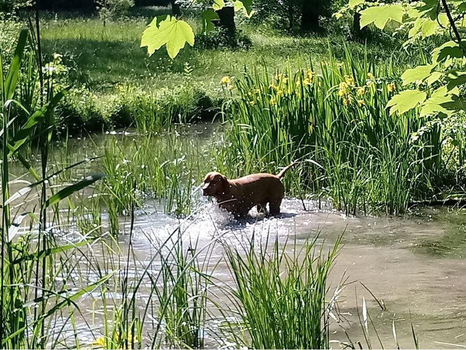 Bilder Guido Bauer Hundetrainer & Verhaltensberater