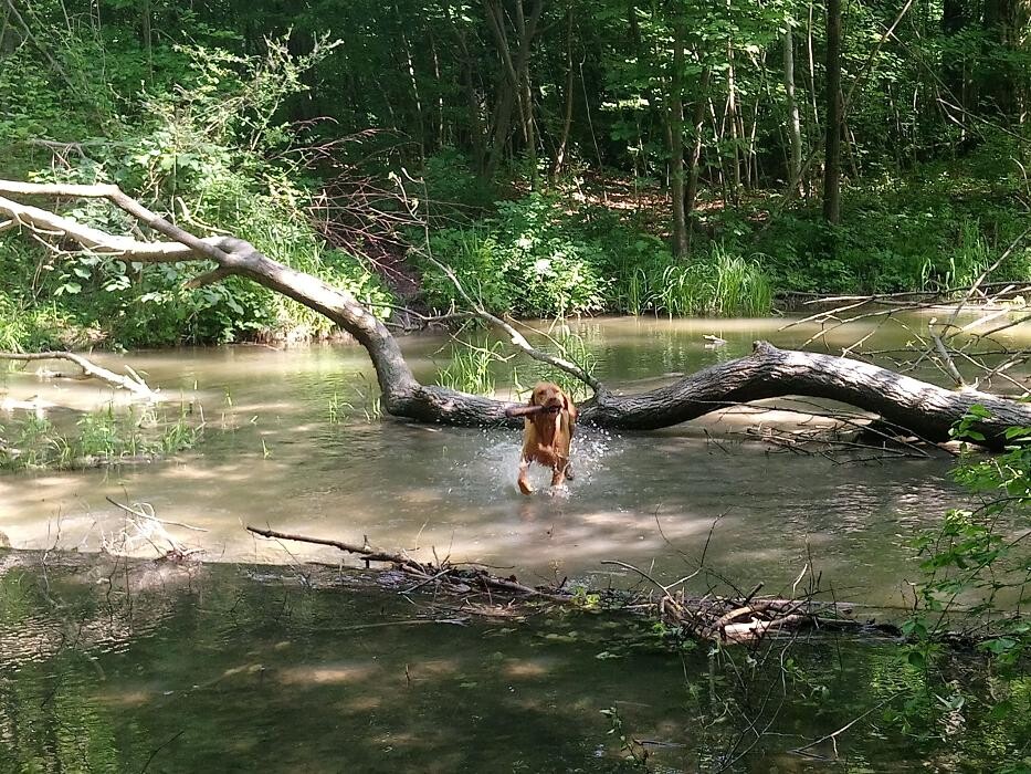 Bilder Guido Bauer Hundetrainer & Verhaltensberater