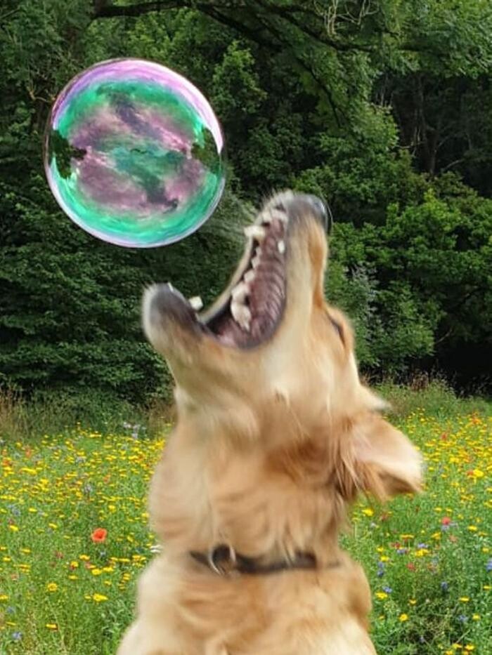 Bilder Guido Bauer Hundetrainer & Verhaltensberater