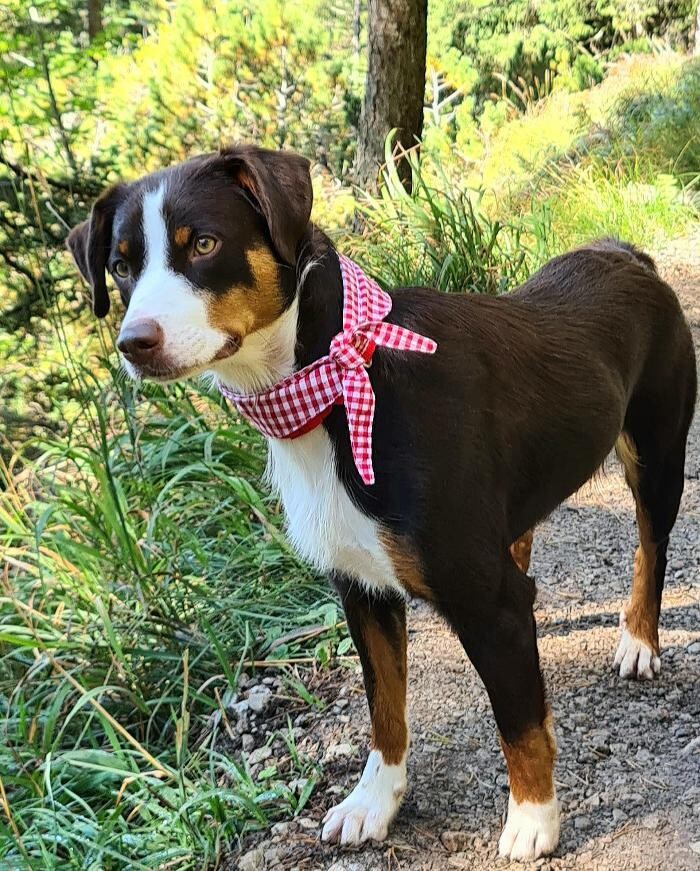 Bilder Almhunde.com