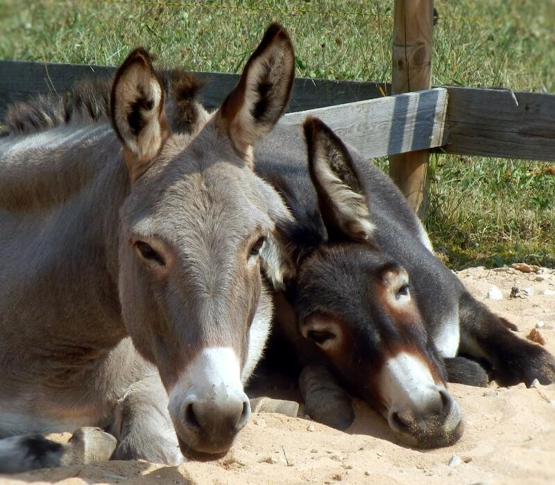 Bilder Gentle-Long-Ears - Multiprofessionelle tiergestützte Interventionen