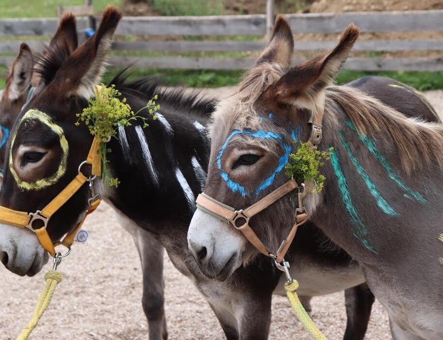 Bilder Gentle-Long-Ears - Multiprofessionelle tiergestützte Interventionen