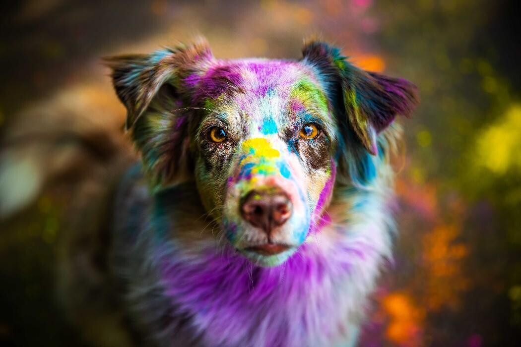 Bilder Beshepherd Tierfotografie - Sophie Lombeck