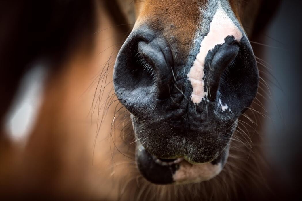 Bilder Beshepherd Tierfotografie - Sophie Lombeck