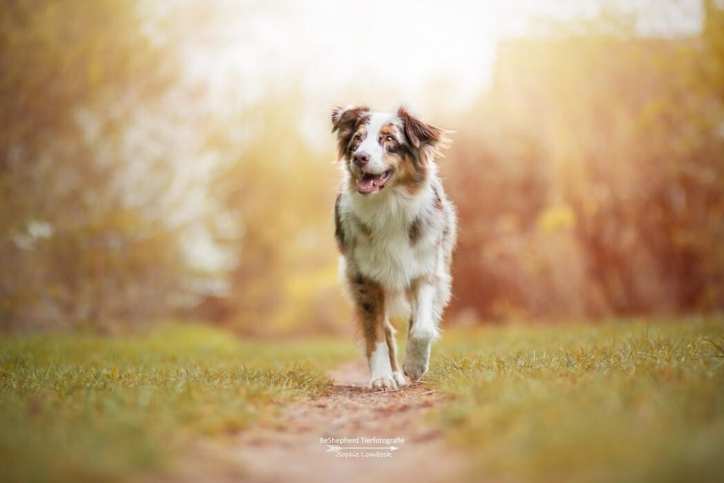 Bilder Beshepherd Tierfotografie - Sophie Lombeck
