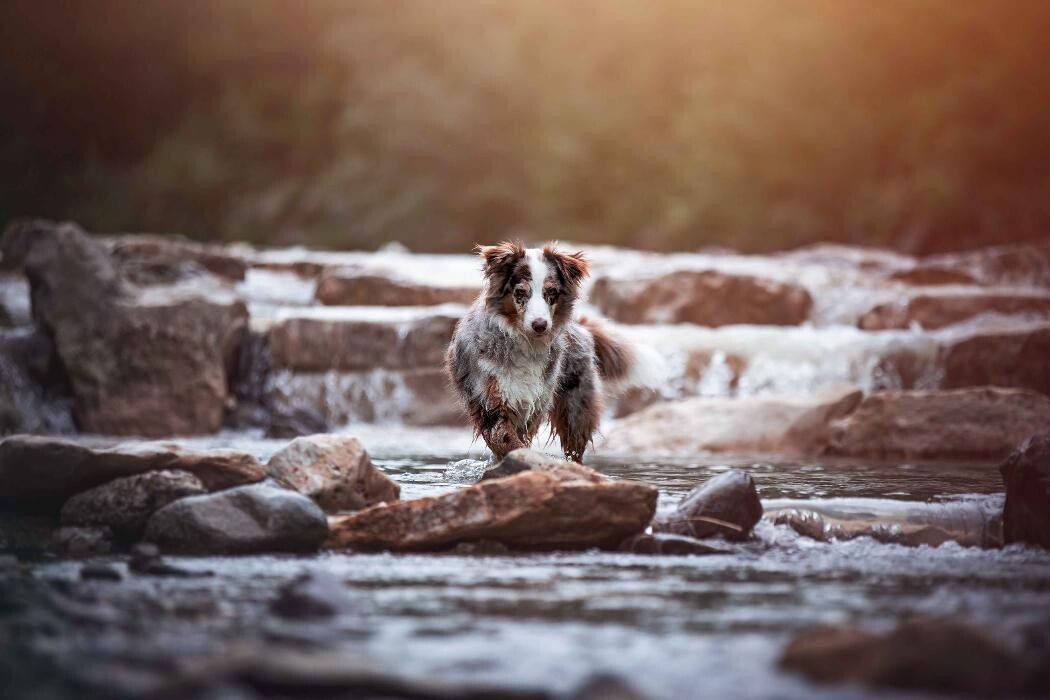 Bilder Beshepherd Tierfotografie - Sophie Lombeck