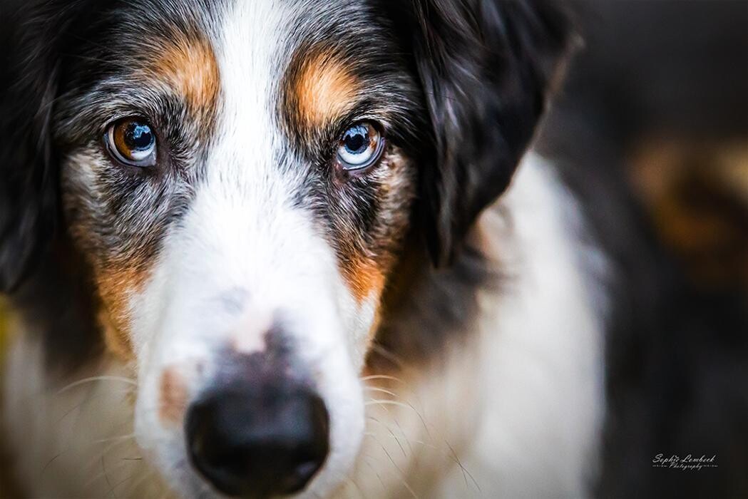 Bilder Beshepherd Tierfotografie - Sophie Lombeck